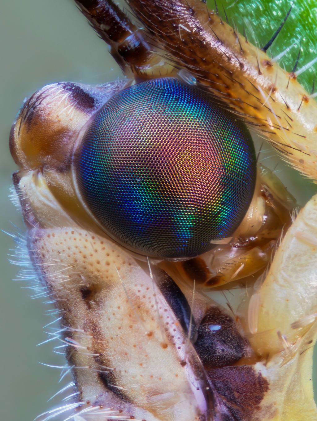Myrmeleontidae - Macronemurus appendiculatus